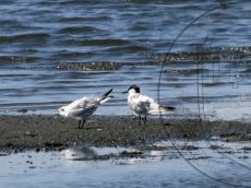 Крачка-чайконосая_со-слётком